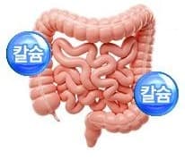 소장 그림과 칼슘 방울 둘
