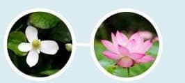 연꽃추출물, 삼백초추출물, 약모밀추출물 원형 사진