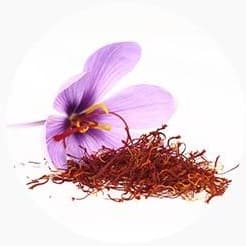 보랏빛 사프란 꽃과 붉은 암술머리