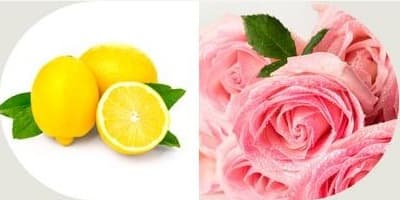 레몬과 로즈